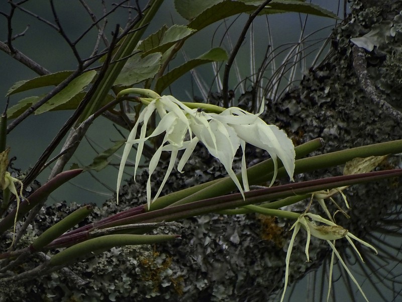 Brassavola ovaliformis photo 8