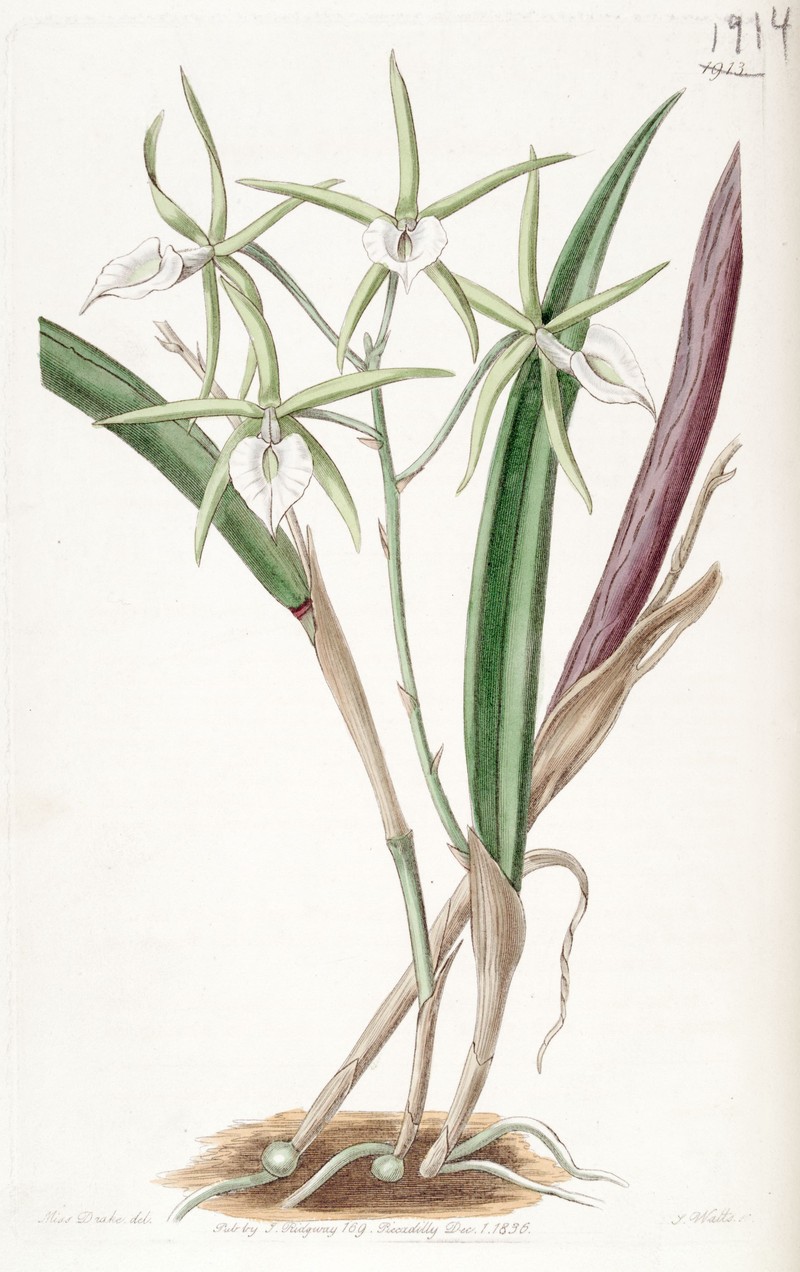Brassavola subulifolia