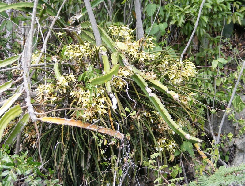 Brassavola subulifolia photo 2