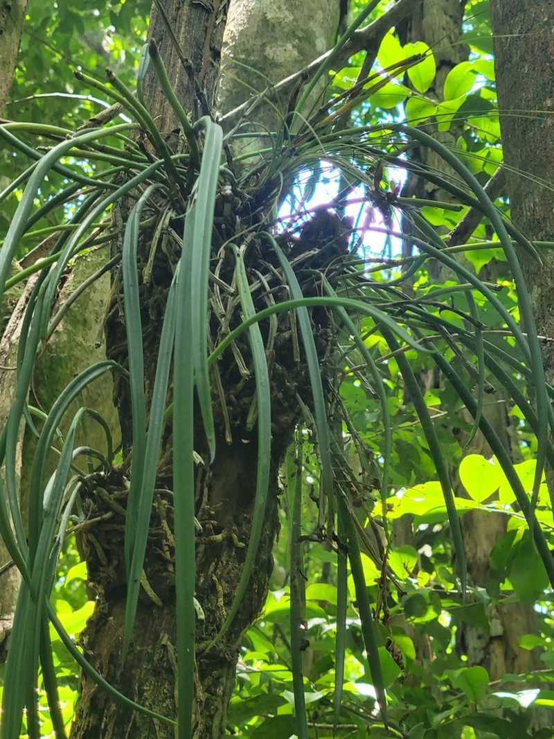 Brassavola subulifolia photo 3