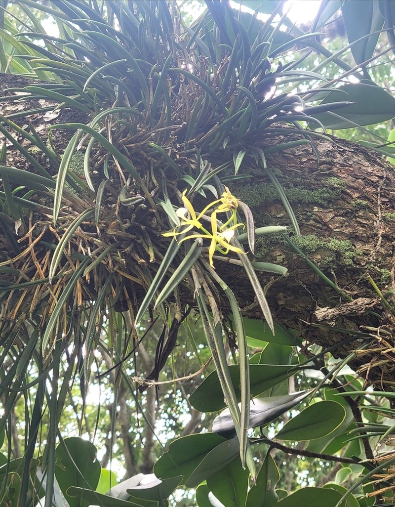 Brassavola subulifolia photo 4
