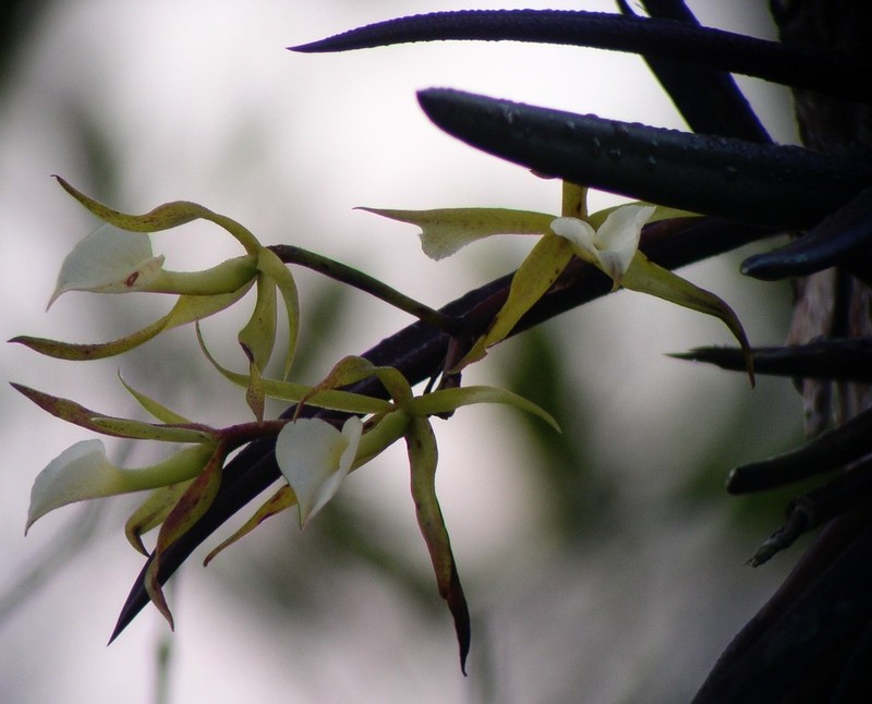 Brassavola subulifolia photo 5