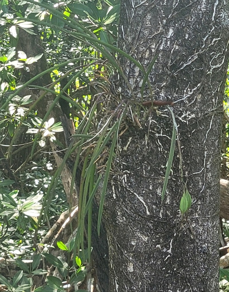 Brassavola subulifolia photo 6