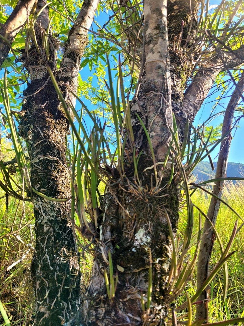 Brassavola subulifolia photo 7