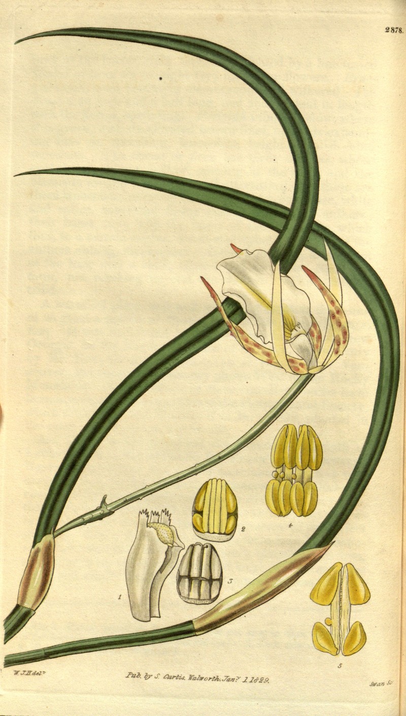 Brassavola tuberculata