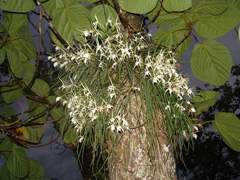Brassavola tuberculata photo 2