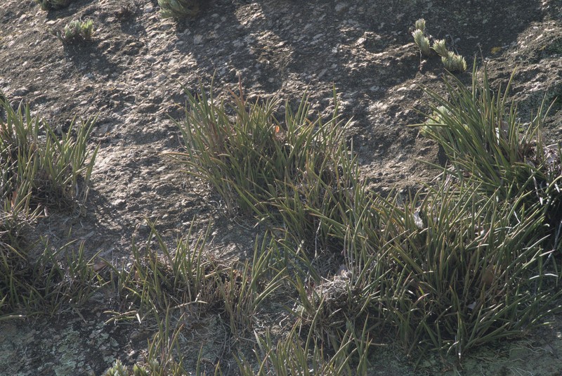 Brassavola tuberculata photo 3