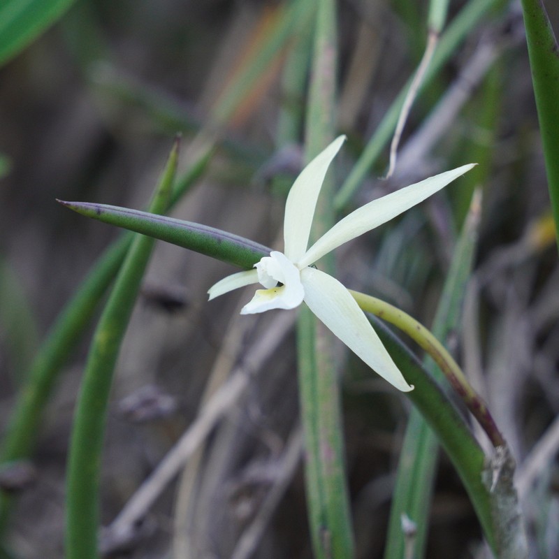 Brassavola tuberculata photo 4