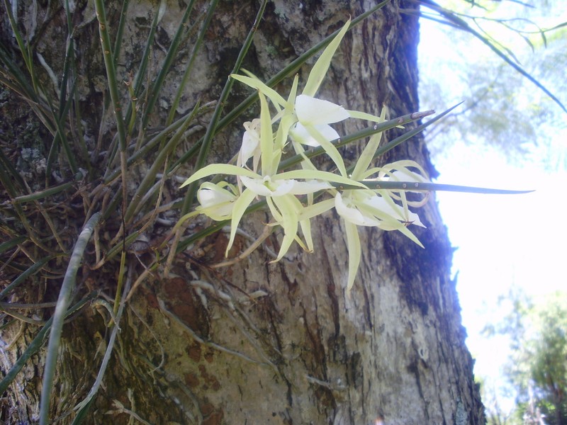 Brassavola tuberculata photo 5