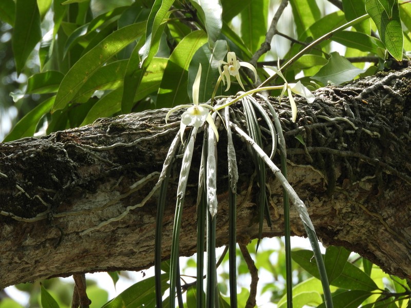 Brassavola tuberculata photo 6