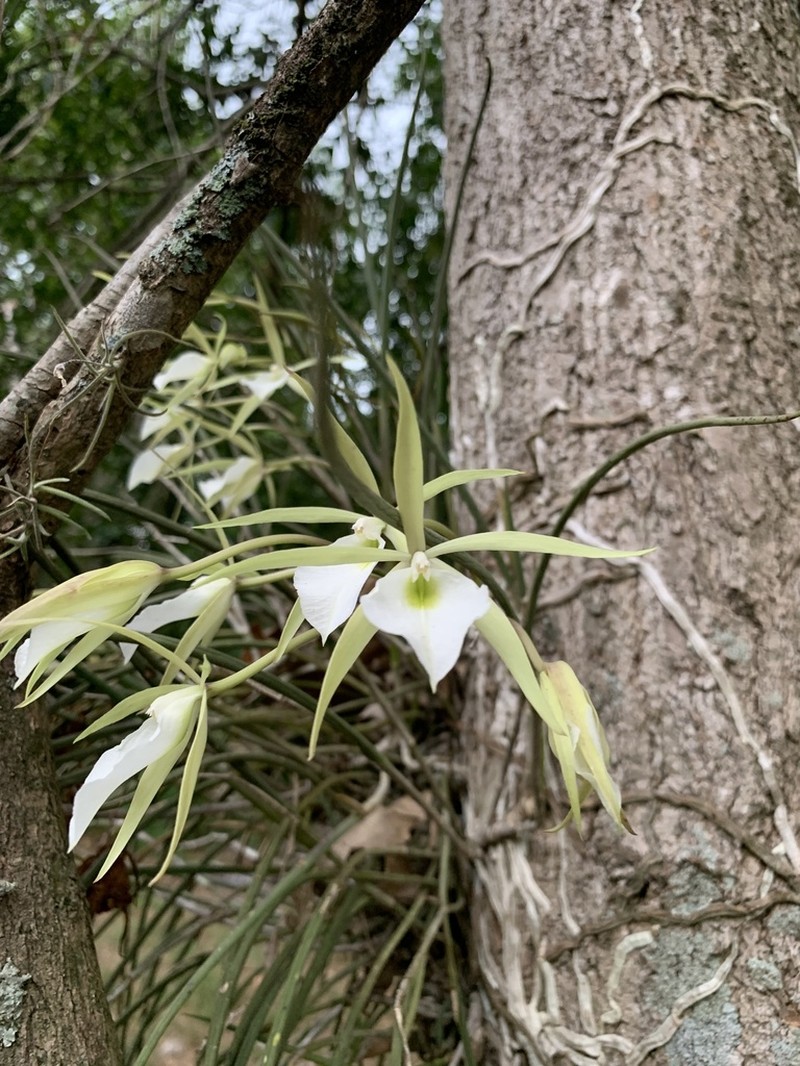 Brassavola tuberculata photo 7