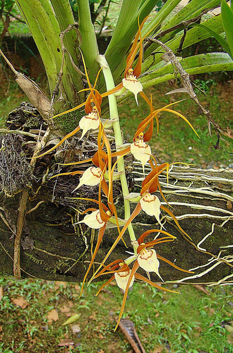 Brassia allenii