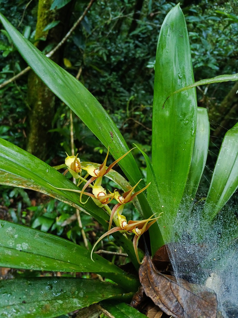 Brassia allenii photo 2