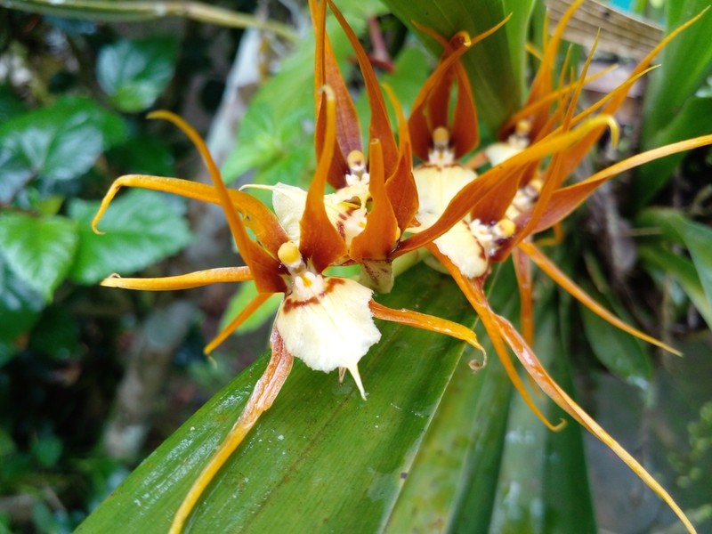 Brassia allenii photo 3