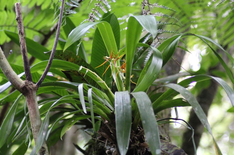 Brassia allenii photo 4