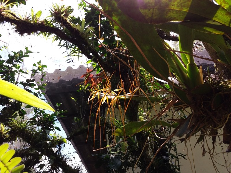 Brassia allenii photo 5