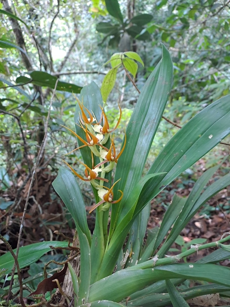 Brassia allenii photo 6