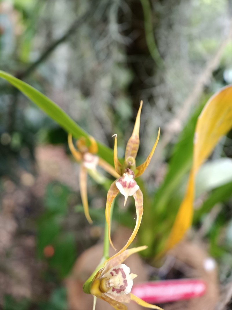 Brassia allenii photo 7