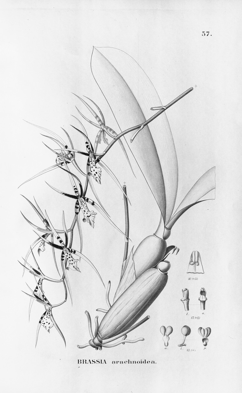 Brassia arachnoidea