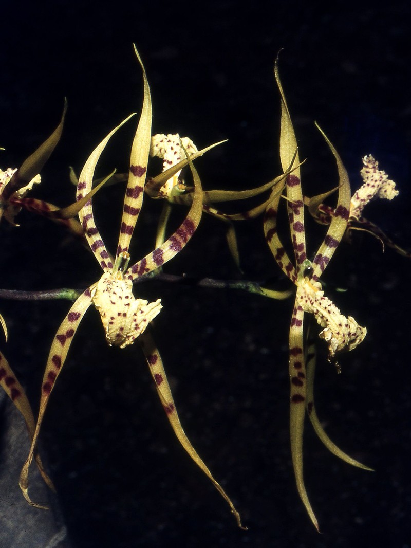 Brassia arachnoidea photo 2