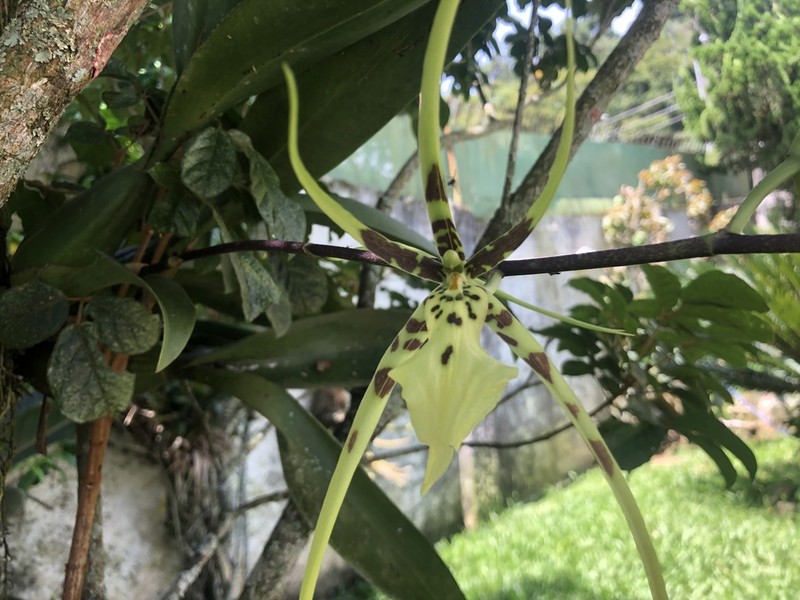 Brassia arachnoidea photo 3
