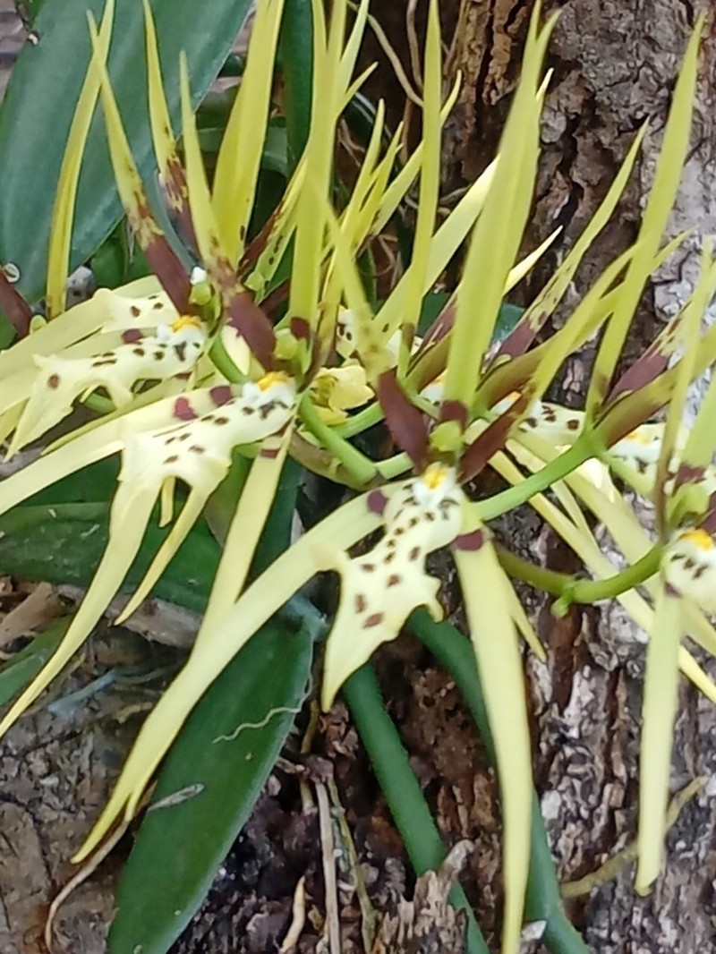 Brassia arachnoidea photo 4