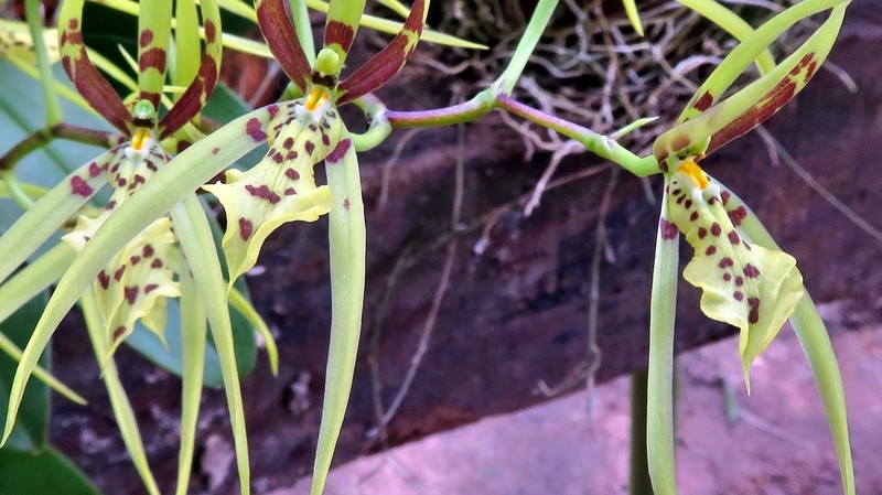 Brassia arachnoidea photo 5