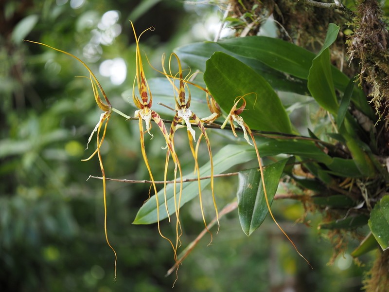 Brassia arcuigera photo 2