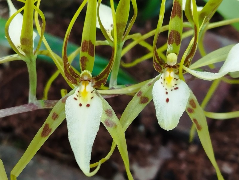 Brassia arcuigera photo 3
