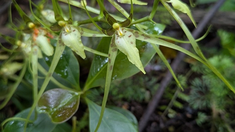 Brassia arcuigera photo 4