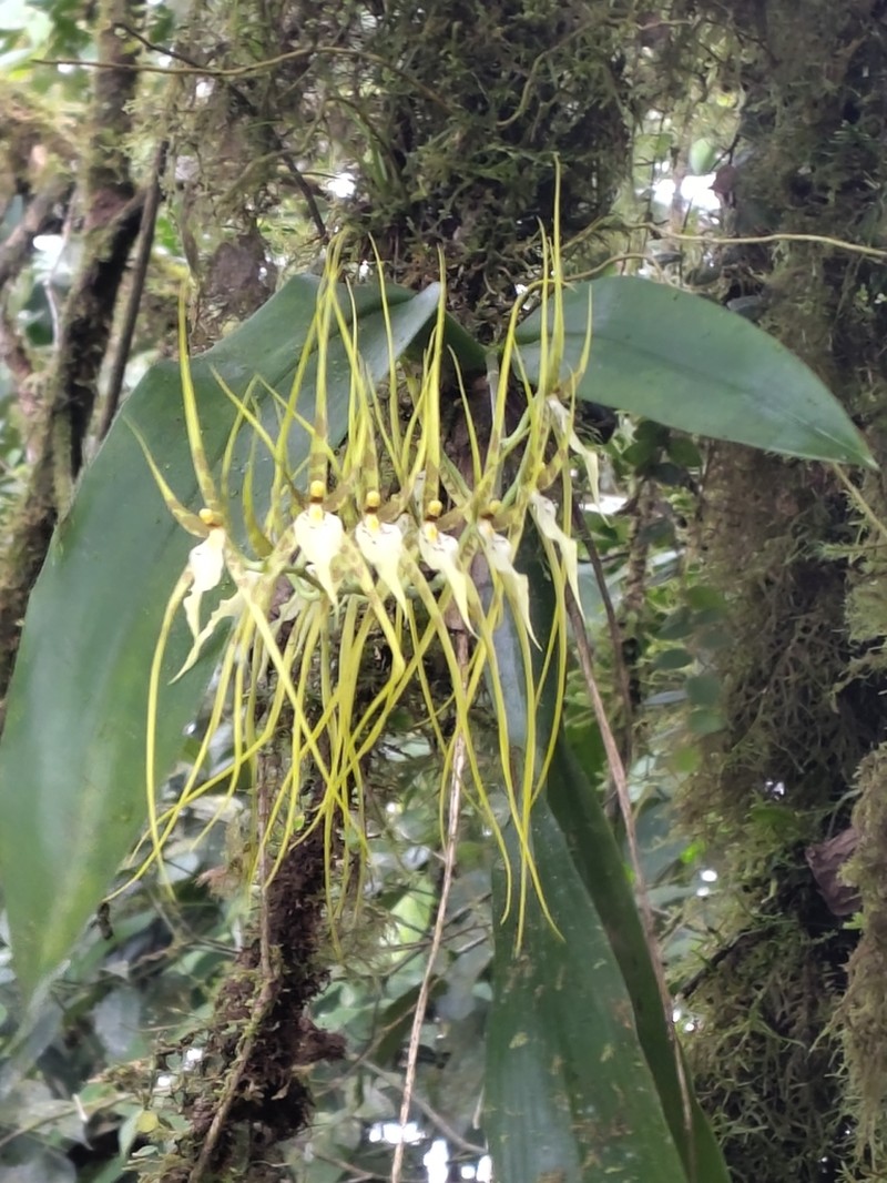 Brassia arcuigera photo 5