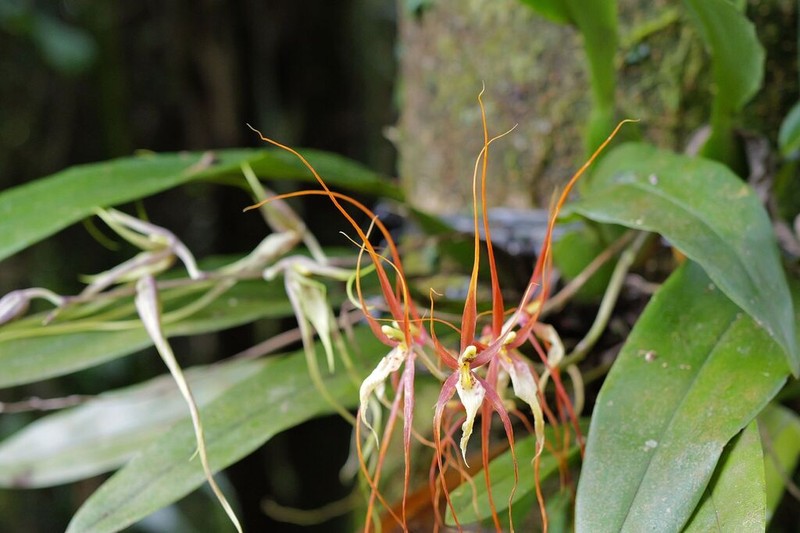 Brassia arcuigera photo 6