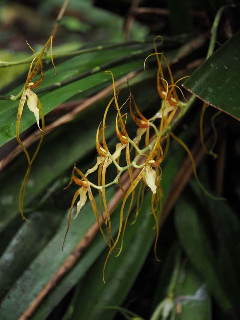 Brassia arcuigera photo 7