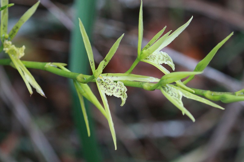 Brassia aurorae