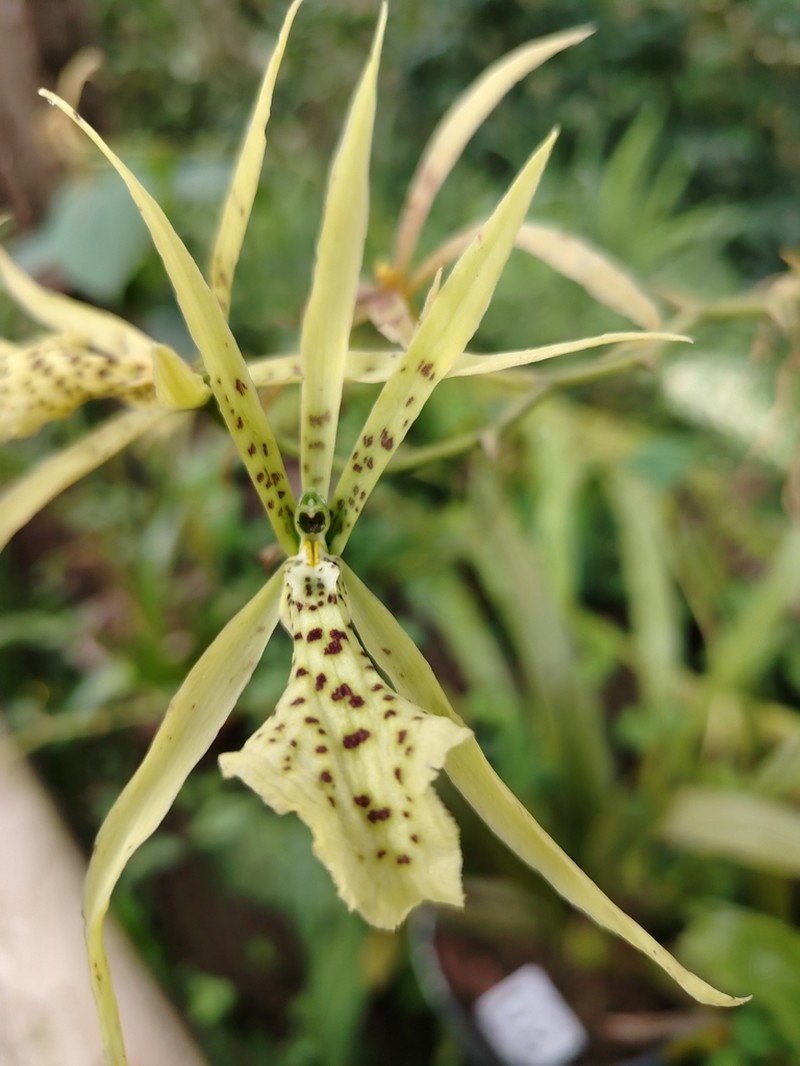 Brassia aurorae photo 2