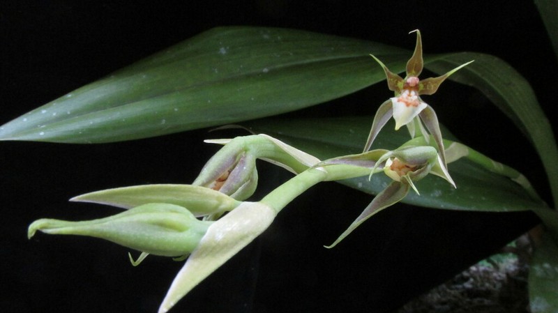 Brassia bennettiorum