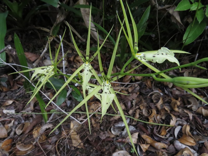 Brassia bidens