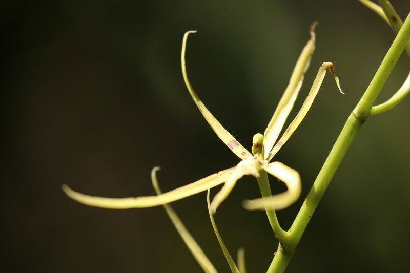 Brassia bidens photo 2