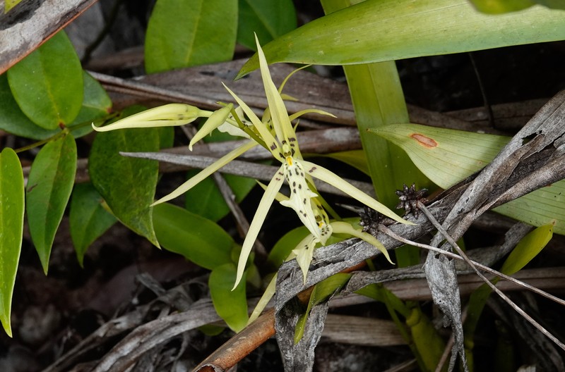 Brassia bidens photo 4
