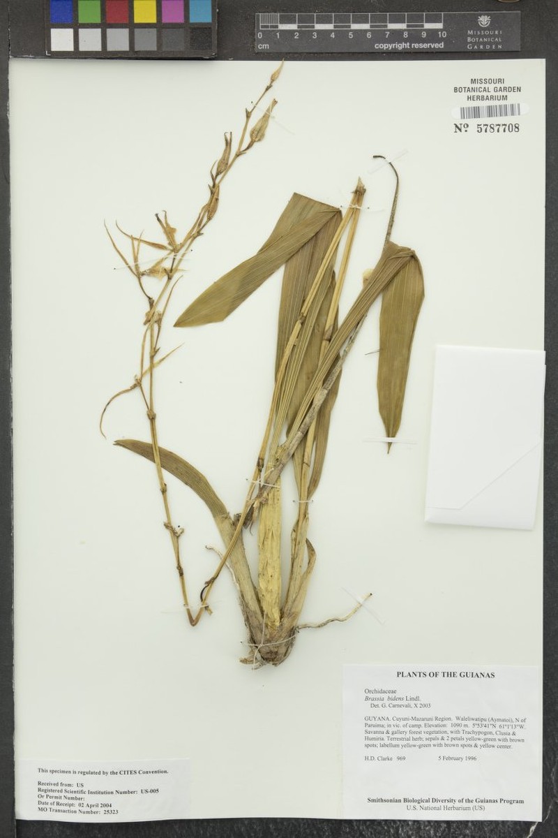 Brassia bidens photo 5