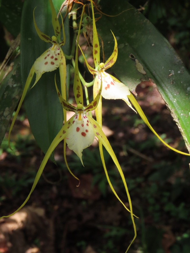 Cricket Orchid photo 2