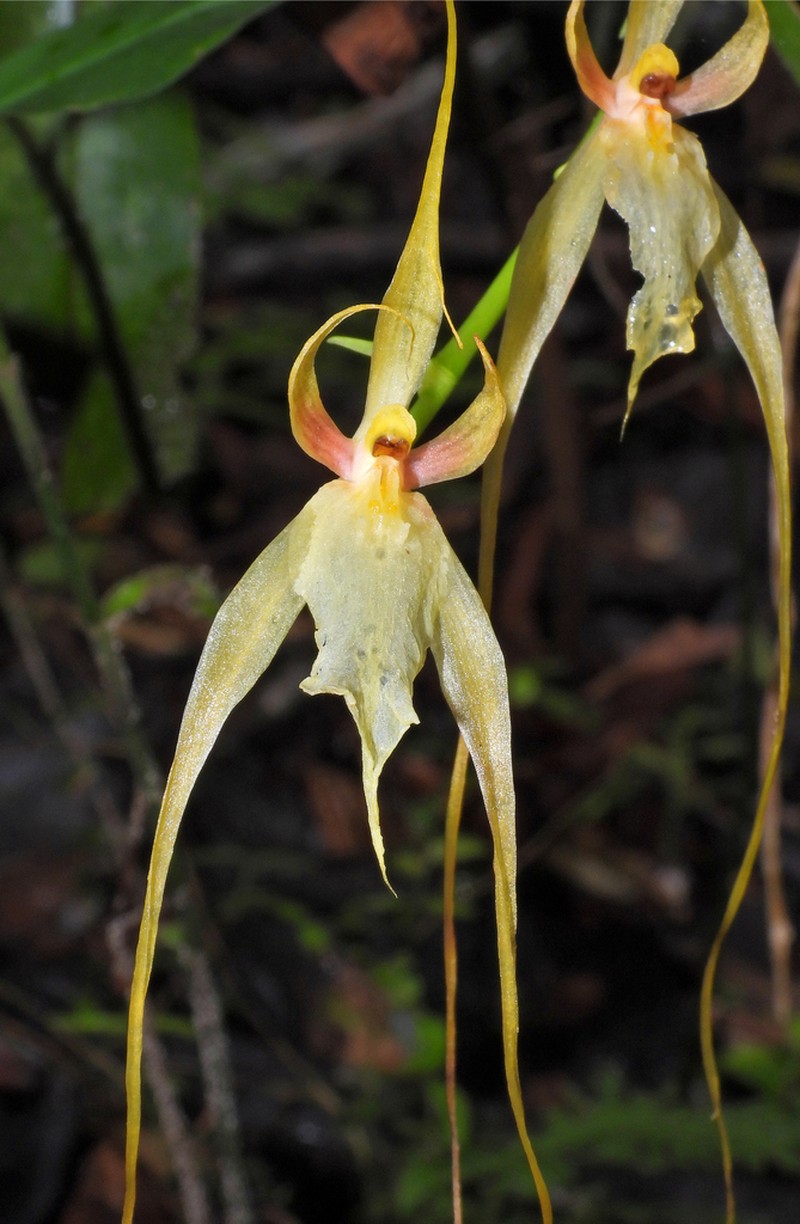 Cricket Orchid photo 3