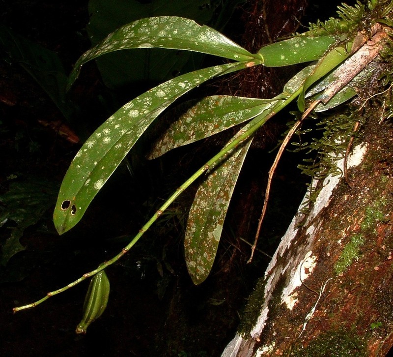 Cricket Orchid photo 4