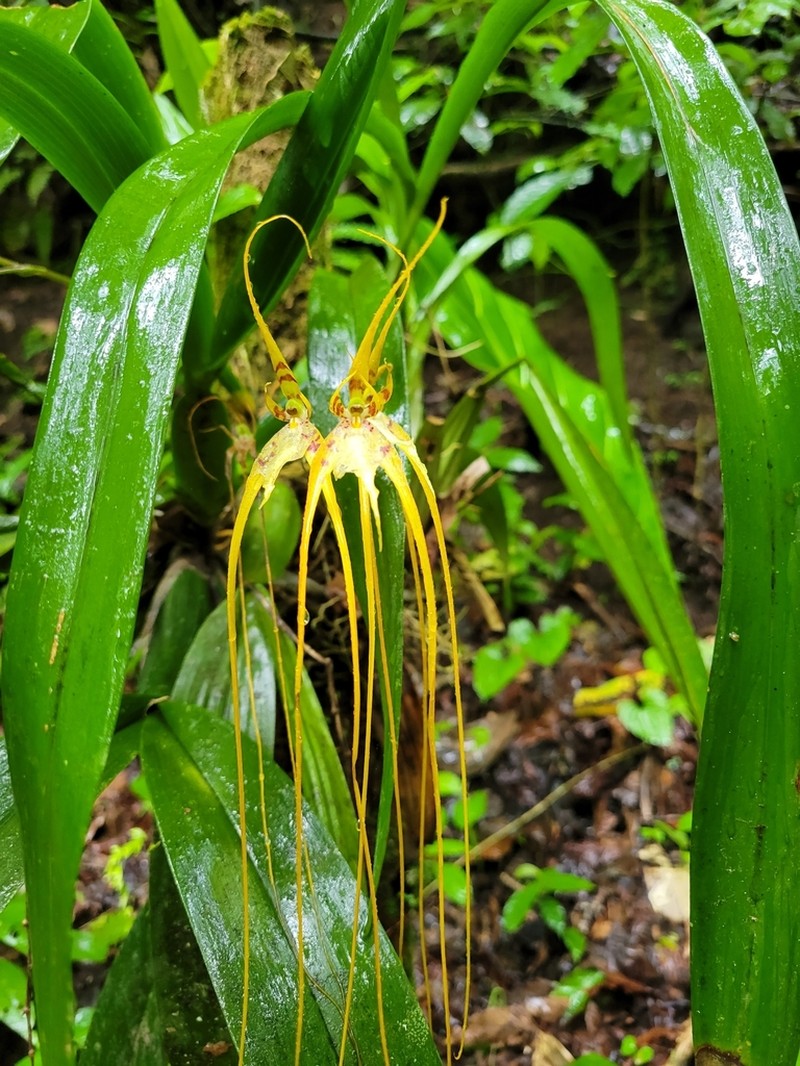 Cricket Orchid photo 5