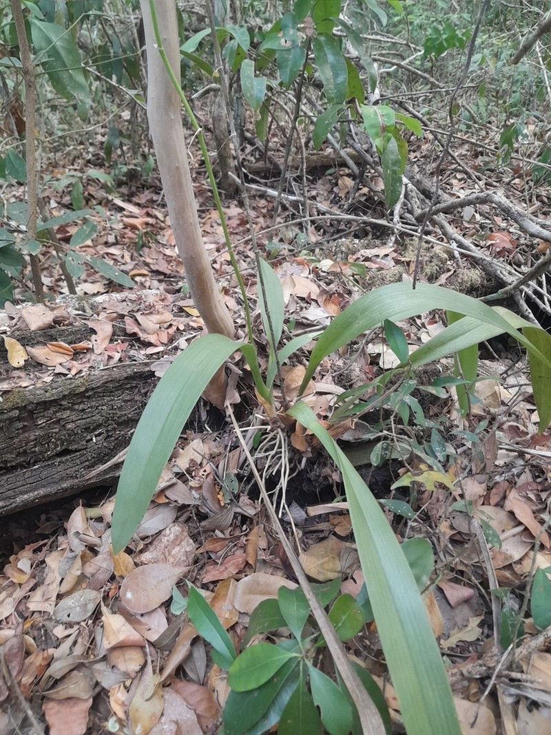 Cricket Orchid photo 6