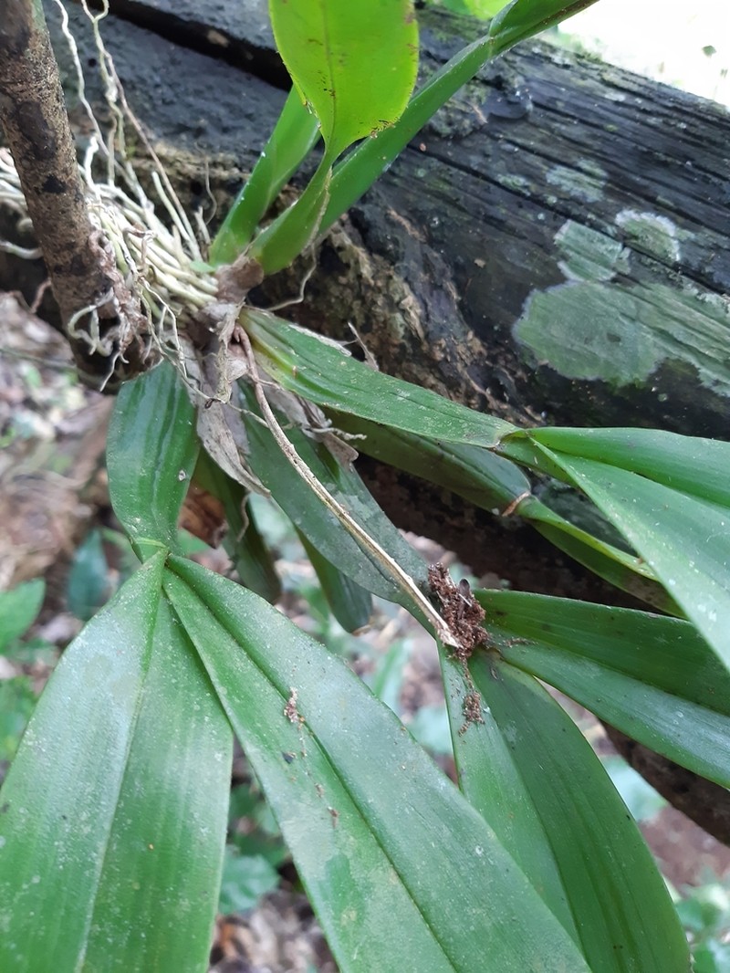 Cricket Orchid photo 7