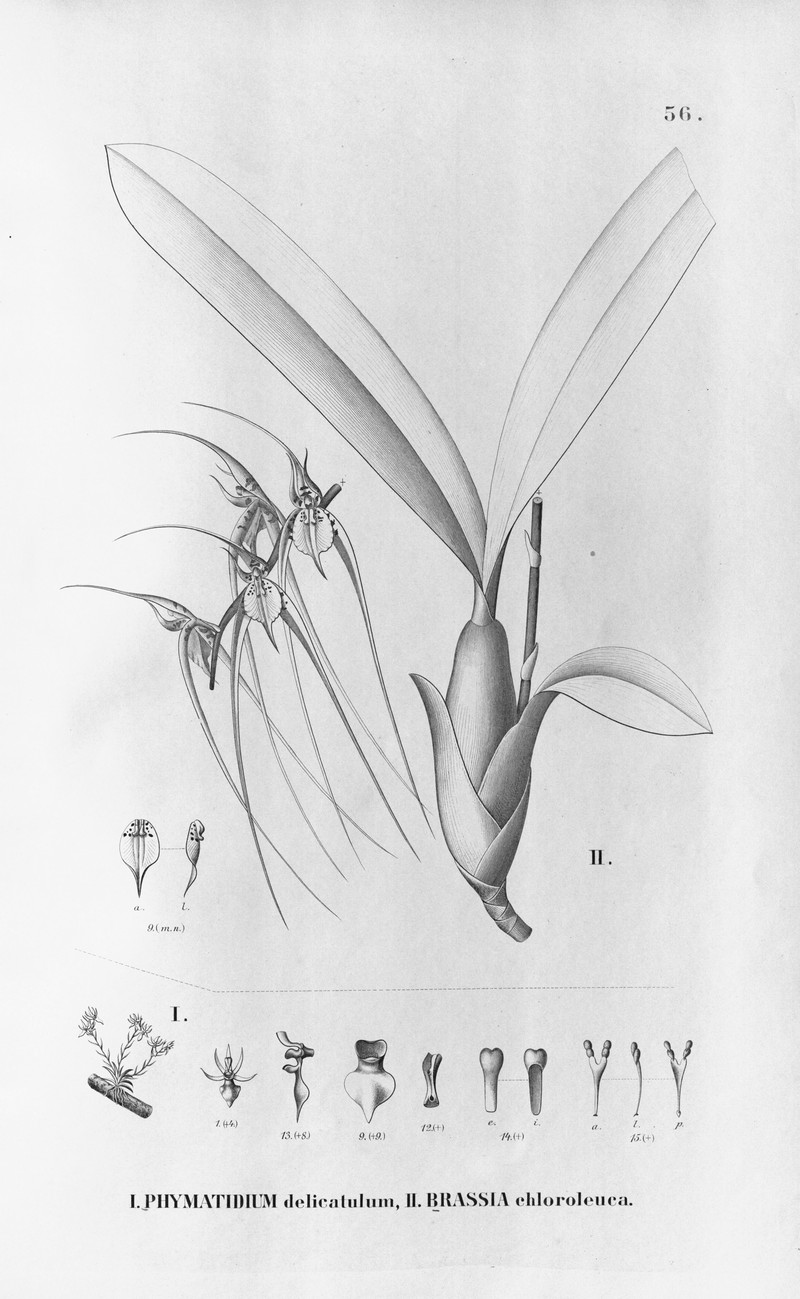 Brassia chloroleuca