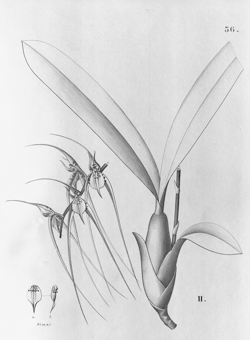 Brassia chloroleuca photo 3