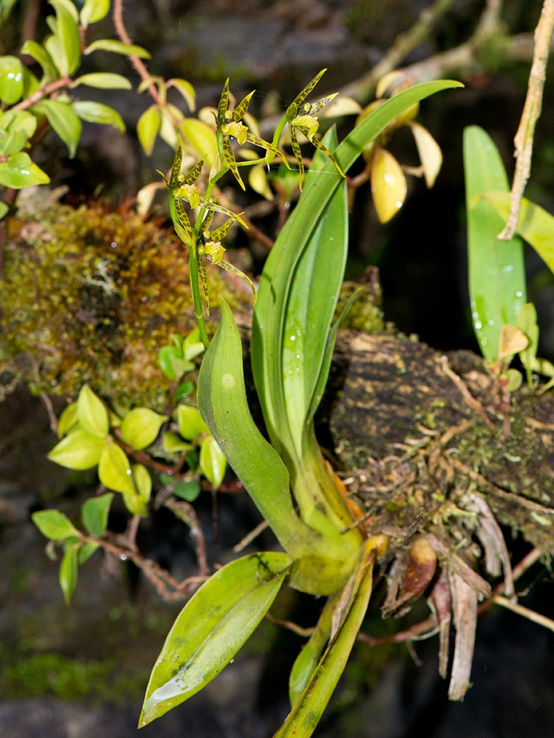 Brassia chlorops