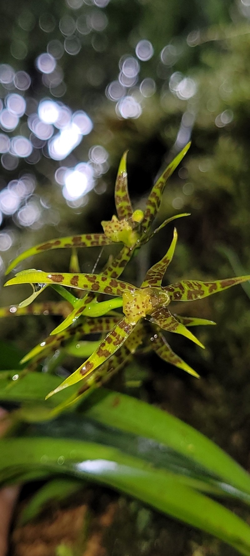 Brassia chlorops photo 2